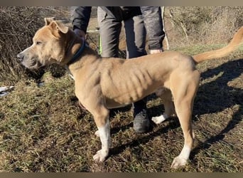 DORIAN sehnt sich nach einem Zuhause