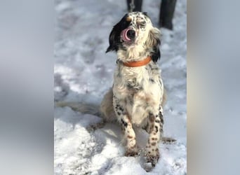 ZEYNA bildschön und sehr lieb