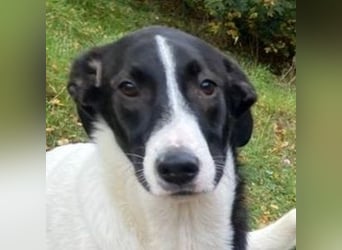 MIA 2 ist verschmust und anhänglich