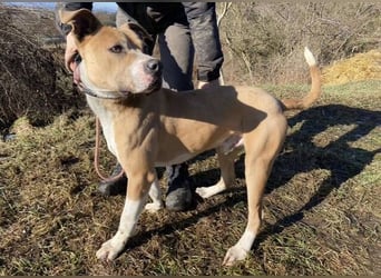 DORIAN sehnt sich nach einem Zuhause