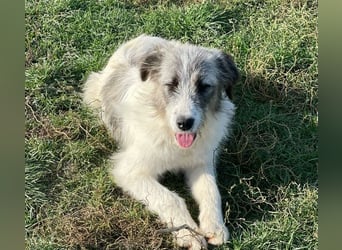 HILDE braucht ein richtiges Zuhause