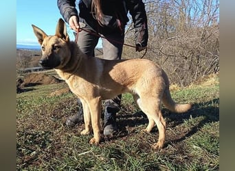 ANDRE wäre gerne dein treuer Begleiter