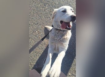 LUCY freut sich über jede Zuwendung