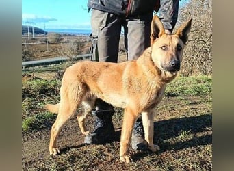 ANDRE wäre gerne dein treuer Begleiter
