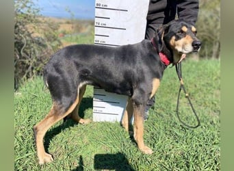 PEPI hat alles verloren