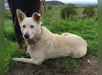 BELUSCHA hat alles verloren