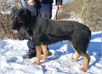 LUNA 2 wäre so gerne Familienmitglied