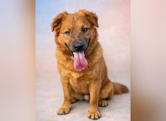 COLIN verspielter Hundejunge
