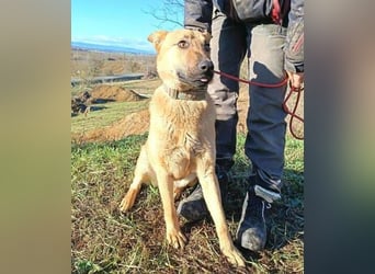 ANDRE wäre gerne dein treuer Begleiter