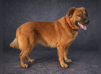 COLIN verspielter Hundejunge