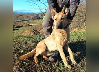 ANDRE wäre gerne dein treuer Begleiter