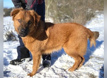 COLIN verspielter Hundejunge