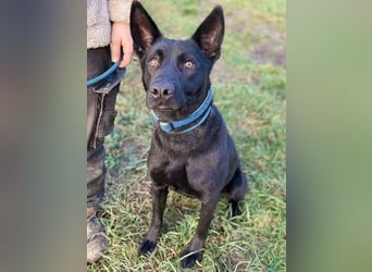 DANTE , der arme Kerl wurde ausgesetzt