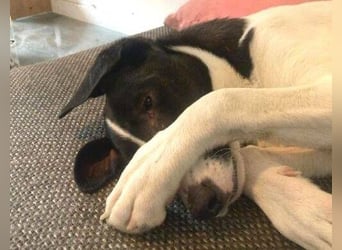 MIA 2 ist verschmust und anhänglich