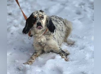 ZEYNA bildschön und sehr lieb