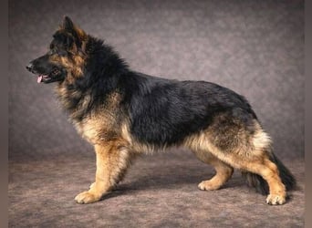 ZEUS durfte nie ankommen