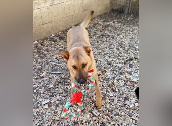 ANDRE wäre gerne dein treuer Begleiter