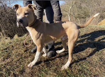 DORIAN sehnt sich nach einem Zuhause