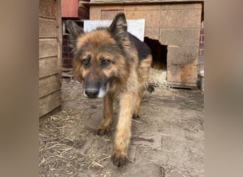 SHIRA hat endlich Liebe verdient