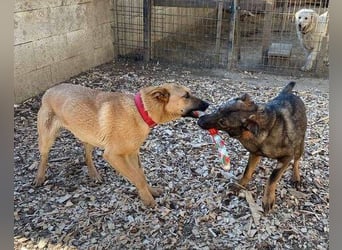 ANDRE wäre gerne dein treuer Begleiter
