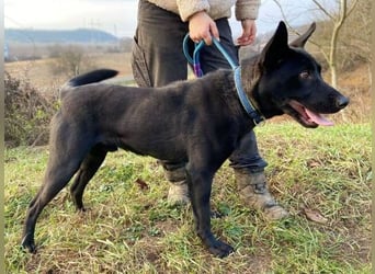 DANTE , der arme Kerl wurde ausgesetzt