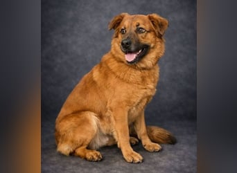 COLIN verspielter Hundejunge