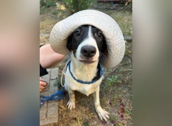 MIA 2 ist verschmust und anhänglich