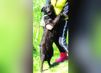 INA eine süße Maus wurde grausam entsorgt