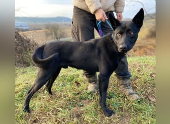 DANTE , der arme Kerl wurde ausgesetzt