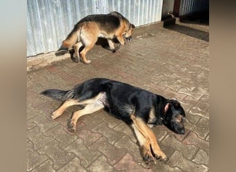 LUNA 2 wäre so gerne Familienmitglied