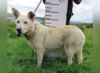 BELUSCHA hat alles verloren