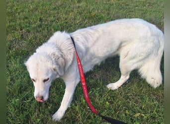 LUCY freut sich über jede Zuwendung