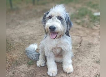 CAROLINA ist ein Traumhund