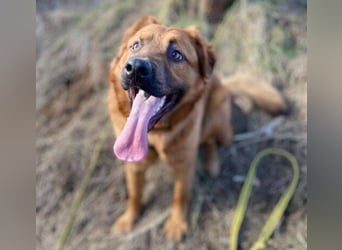 COLIN verspielter Hundejunge