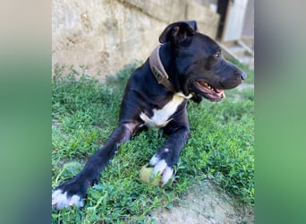 SUNNY sucht seine Menschen SUNNY sucht seine Menschen