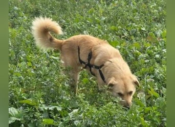 FUCHUR ist ein Traumhund