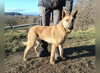 ANDRE wäre gerne dein treuer Begleiter