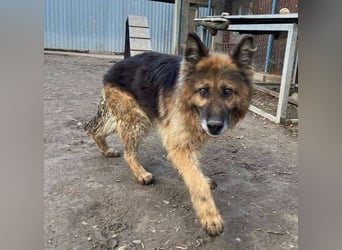 SHIRA hat endlich Liebe verdient