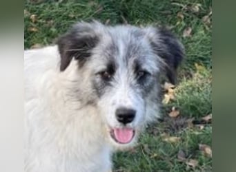 HILDE braucht ein richtiges Zuhause