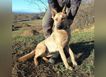ANDRE wäre gerne dein treuer Begleiter