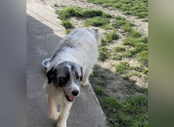 HILDE braucht ein richtiges Zuhause