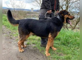 ZEUS wurde im Stich gelassen