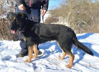 LUNA 2 wäre so gerne Familienmitglied