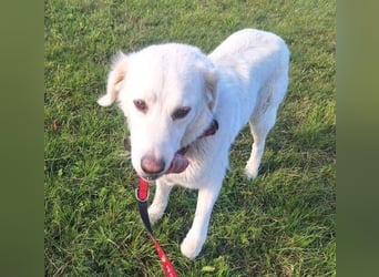 LUCY freut sich über jede Zuwendung