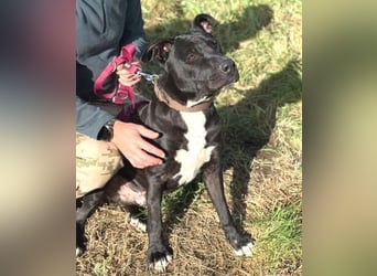 SUNNY sucht seine Menschen SUNNY sucht seine Menschen