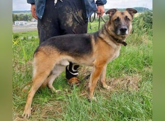 VILLY ist einfach nur lieb