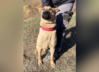 ANDRE wäre gerne dein treuer Begleiter