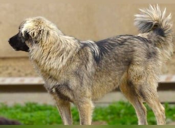 EMMA ist wunderschön