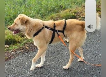 FUCHUR ist ein Traumhund