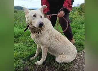 BELUSCHA hat alles verloren